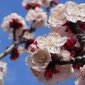 杏子（ｱﾝｽﾞ）の花＠桜並木21.3.8