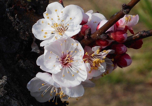 写真: 杏子（ｱﾝｽﾞ）の花＠ﾎﾟｶﾎﾟｶ陽気21.3.8