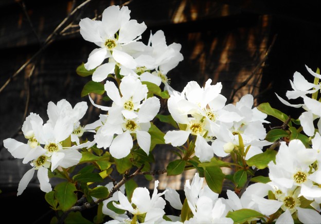 春の木に咲く 白い花＠利休梅（ﾘｷｭｳﾊﾞｲ）＠ﾊﾞﾗ科21.3.24