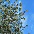 写真: 青空に利休梅（ﾘｷｭｳﾊﾞｲ）咲く。