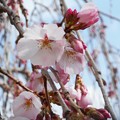 写真: 枝垂れ桜＠備後路＠21.3.17