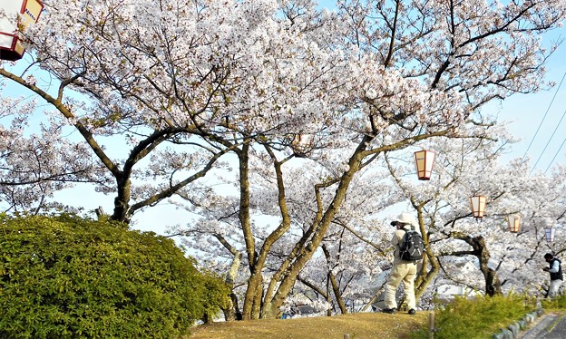 写真: 桜吹雪けば＠海を見下ろす千光寺山＠21.3.31