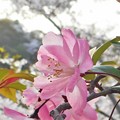 写真: 桜と花海棠＠千光寺山＠21.3.31