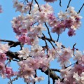 Photos: 見上げれば 千垂（ちだれ）の桜＠千光寺山