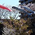 写真: 桜と鯉のぼり＠21.4.5