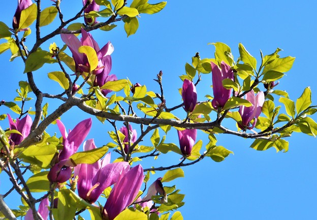 写真: 青空に紫木蓮（ｼﾓｸﾚﾝ）咲く＠21.4.5