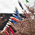 写真: 桜並木と鯉のぼり＠黒崎水路@21.4.6