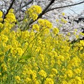 写真: 菜の花と桜と電車＠JR山陽