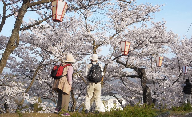 今年も綺麗に咲いたのう＠千光寺山の桜