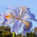 写真: 青空に咲く ｼｬｶﾞの花＠千光寺山