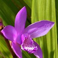 Photos: 紫蘭の咲く頃＠新高山