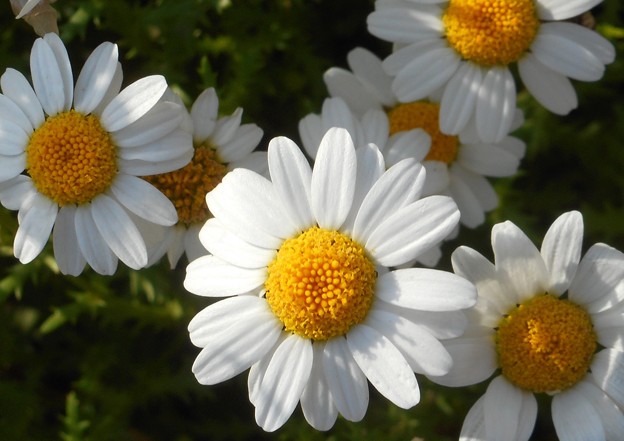 散歩道に咲く ｷｸ科の白い花＠21.5.6