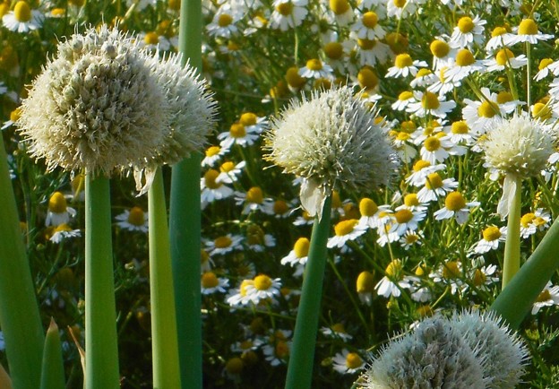 写真: 畑のﾈｷﾞ坊主とｷｸ科の白い花＠憲法記念日