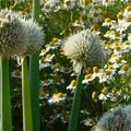 Photos: 畑のﾈｷﾞ坊主とｷｸ科の白い花＠憲法記念日