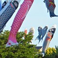 Photos: 屋根より高い鯉のぼり＠21.5.6