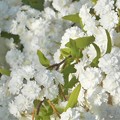 散歩道に咲く白い花