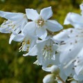 高原に咲く白い花＠ｳﾂｷﾞ