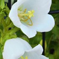 風鈴草の白い花＠ｶﾝﾊﾟﾆｭﾗ･ﾒﾃﾞｨｳﾑ