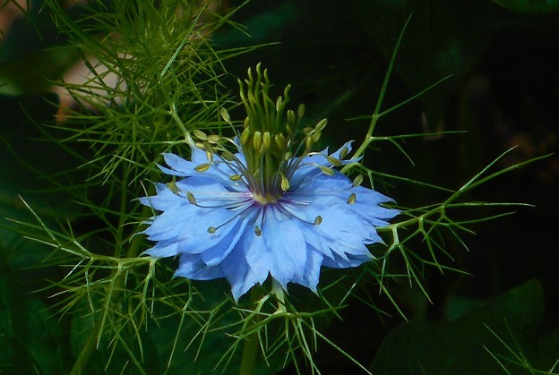 写真: ﾆｹﾞﾗの青い花＠瑠璃山
