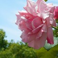Photos: 6月の薔薇の花