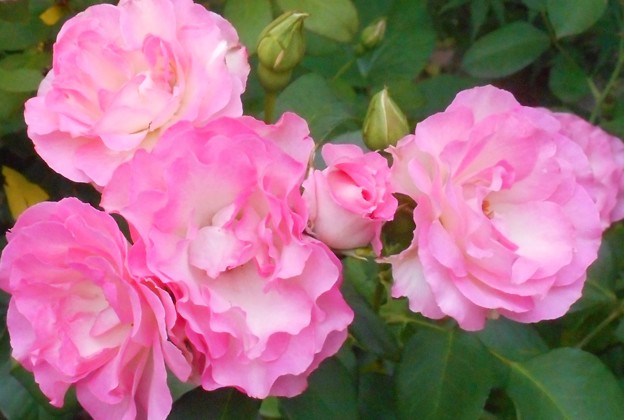 Photos: 梅雨に咲く薔薇の花