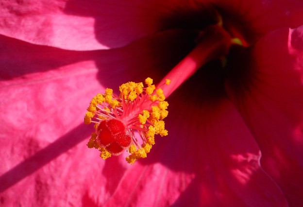 写真: 灼熱の夏の花ﾊｲﾋﾞｽｶｽ
