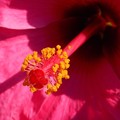 Photos: 灼熱の夏の花ﾊｲﾋﾞｽｶｽ