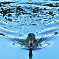 Photos: ｽｲｽｲと元気に泳ぐｶﾙｶﾞﾓ成鳥＠夕暮れの水路