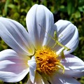 白い大輪の花にｷｭｰﾄなｶﾏｷﾘくん幼虫＠瑠璃山周辺