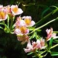 写真: 石垣に咲く＠ｱﾙｽﾄﾛﾒﾘｱの花＠瑠璃山周辺