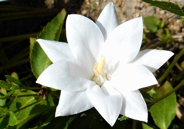 八重に咲く白い桔梗（ｷｷｮｳ）の花＠瑠璃山周辺