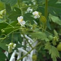 写真: ﾌｳｾﾝｶｽﾞﾗ（風船葛）の白い花と実＠21.9.4