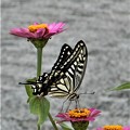 写真: 花（百日草）と蝶と＠びんご運動公園21.9.4