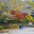 Photos: 白いｻｸﾗと紅いﾓﾐｼﾞ＠晩秋の御調八幡宮21.11.17