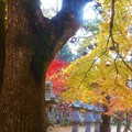 Photos: 晩秋の佛通寺＠山門の羅漢槙と紅葉
