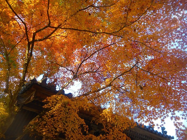 Photos: 山門の紅葉＠仏通寺の秋