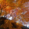 山門の紅葉＠仏通寺の秋