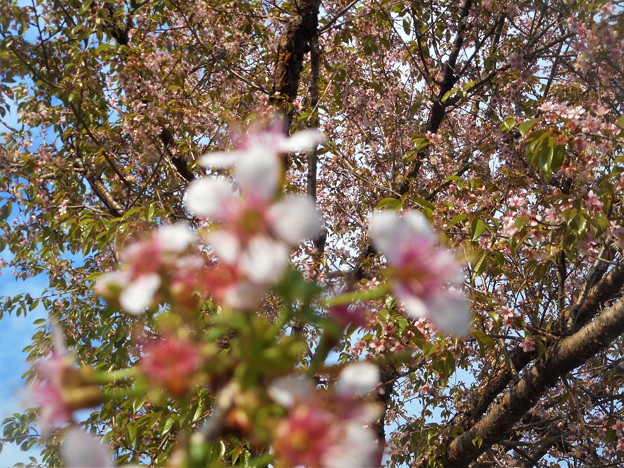 写真: 冬桜が満開＠黒崎水路の土手の道21.12.15(2)