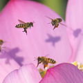 写真: ニホンミツバチとセイヨウミツバチ