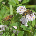 写真: ヒメイワダレソウにニホンミツバチとセイヨウミツバチ