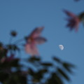 Photos: 空に月が