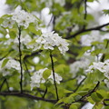 写真: 爽やかな白い花