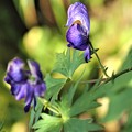 写真: 紫色の花