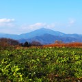 Photos: 冬の畑