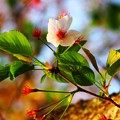 写真: 葉桜へ