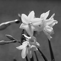IMG_5600 ペーパーホワイトスイセン Narcissus Papyraceus bw