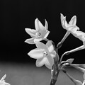 IMG_5601 ペーパーホワイトスイセン Narcissus Papyraceus bw