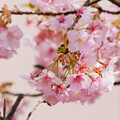 写真: IMG_6018 河津桜 Kawazu cherry blossoms