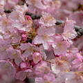写真: IMG_6020 河津桜 Kawazu cherry blossoms
