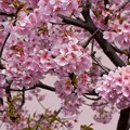 写真: IMG_6023 河津桜 Kawazu cherry blossoms